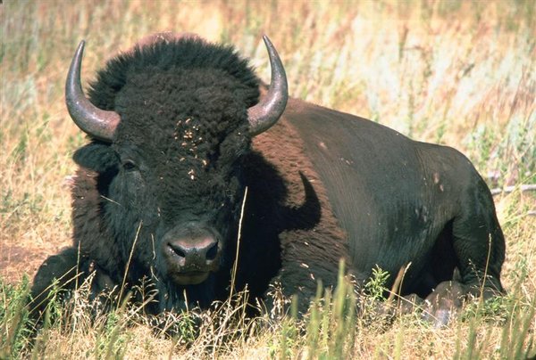 American Bison (Medium).jpg