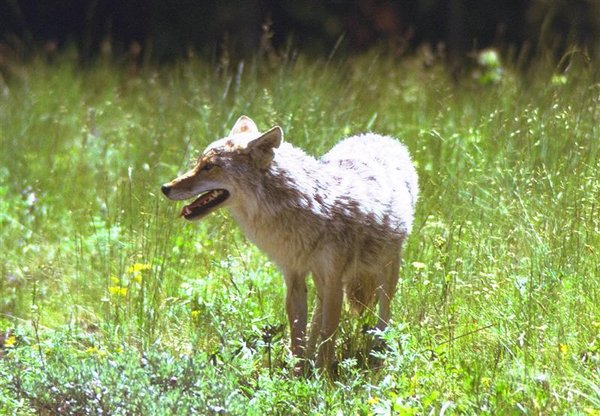 American Coyote (Medium).jpg