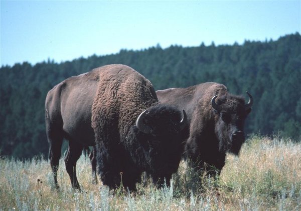 Bison (Medium).jpg