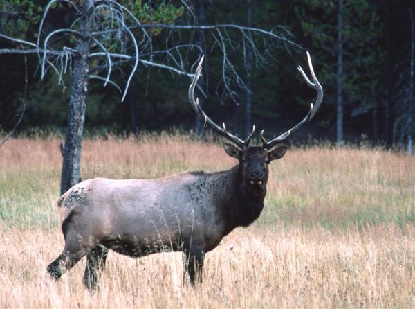 Bull Elk Fall (Medium).jpg