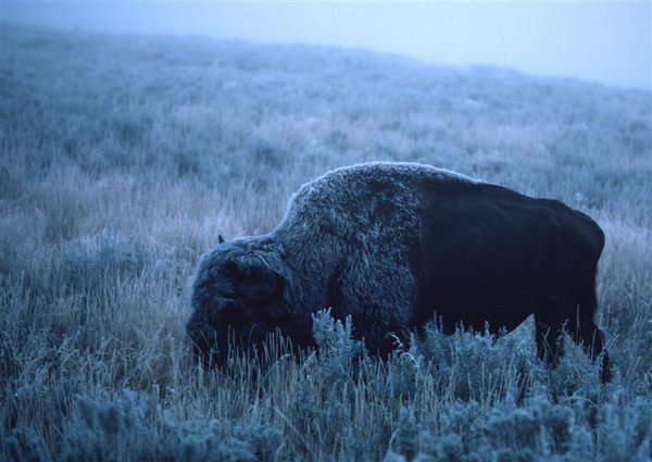 Frosted Bison (Medium).jpg