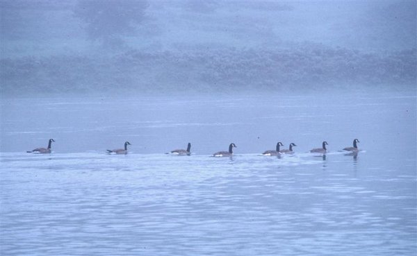 Geese (Medium).jpg