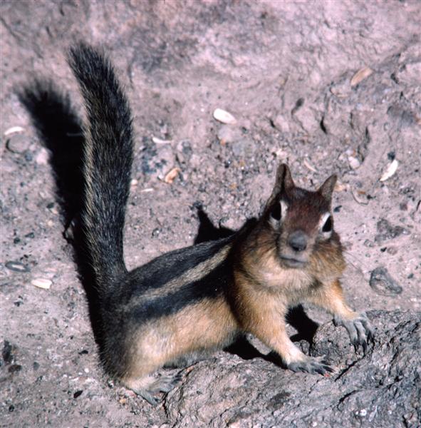 Ground Squirl (Medium).jpg
