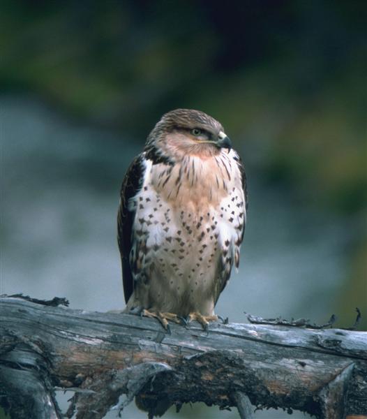 Hawk (Medium).jpg