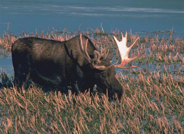 Moose fall (Medium).jpg