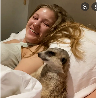 meercat.png
