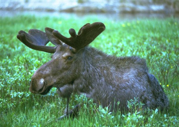 Moose sitting (Medium).jpg