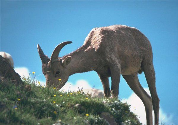 Mountain Goat (Medium).jpg