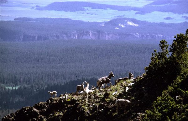 Mountain Goats (Medium).jpg