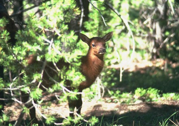 Mule Deer (Medium).jpg