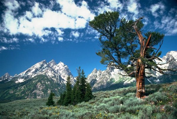 Tetons (Medium).jpg
