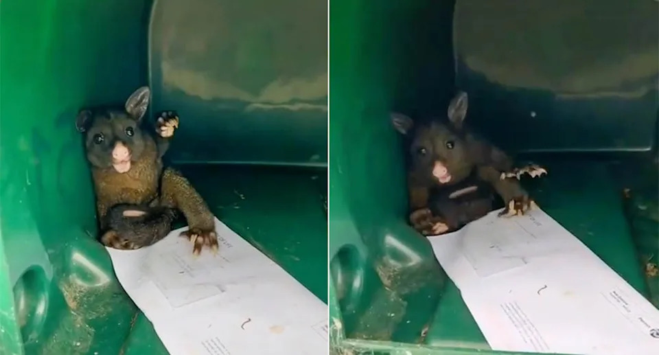The man was surprised by the new resident of the mailbox. Source: TikTok/ lukeyp88