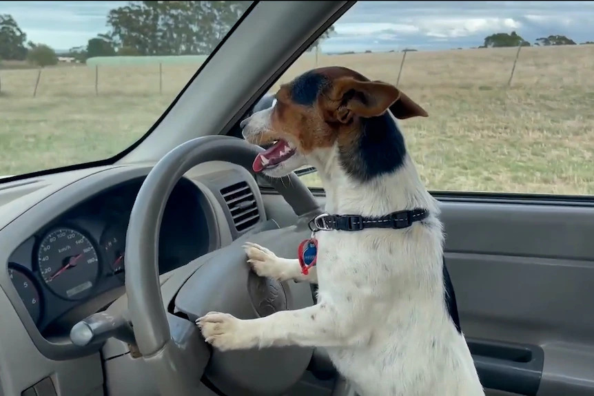 Lexie loves to take the wheel of the farm ute when chasing sheep.(Supplied)