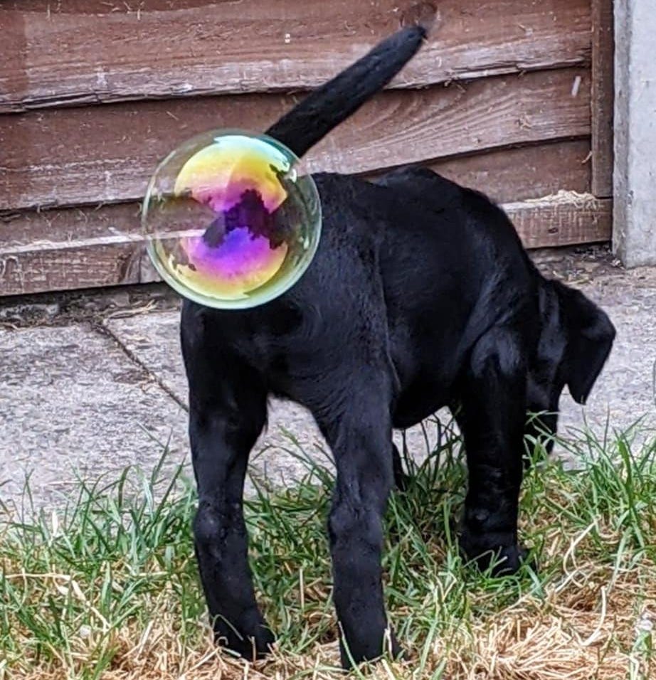 bubbles.jpg