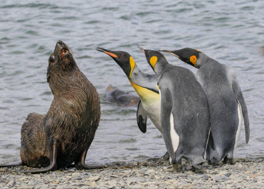 seal-penguins.jpg