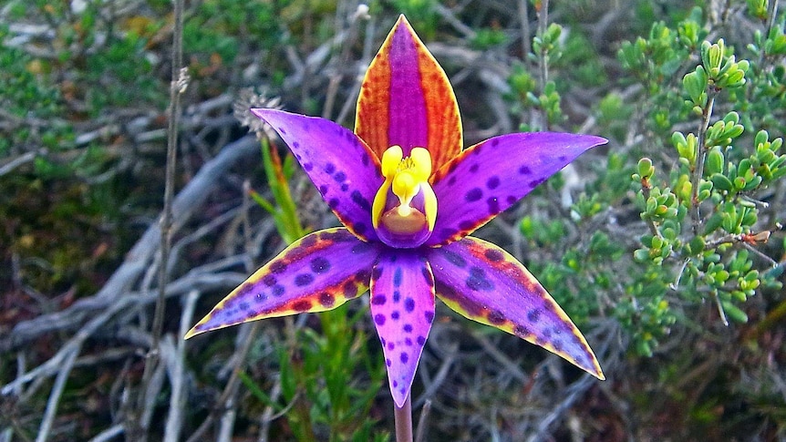 Even among orchid enthusiasts, the Queen of Sherba orchid is considered particularly special.(Supplied: Terry Dunham)