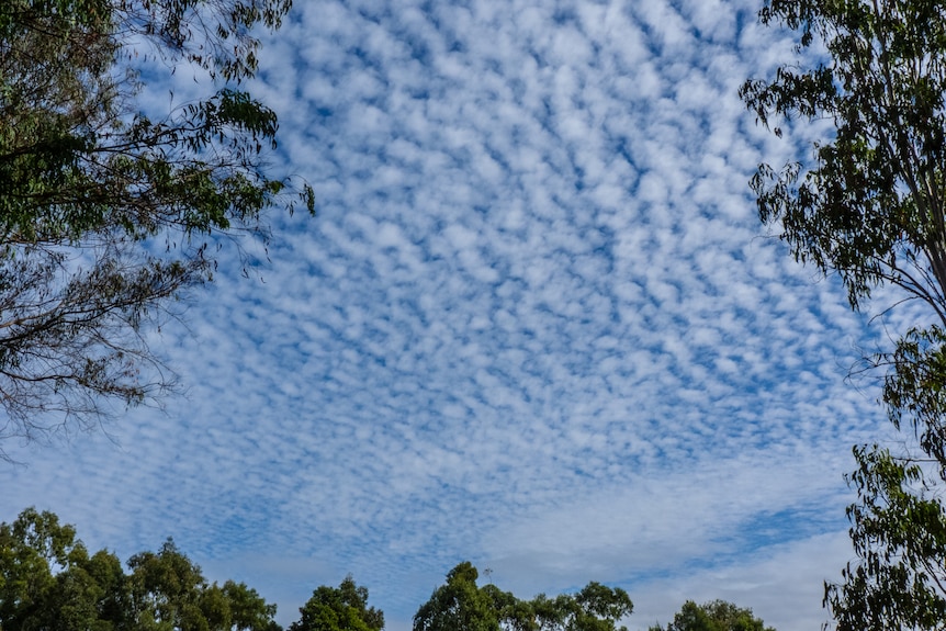 Altocumulus clouds resemble 'mackerel scales'.(Wikimedia Commons)