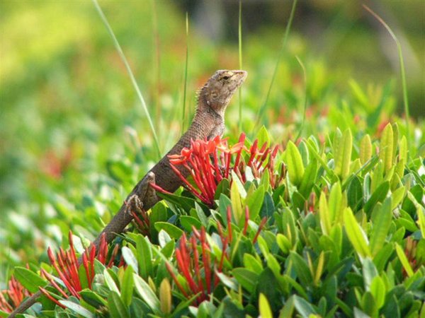 Lizard1 (Medium).jpg
