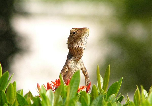 Lizard2 (Medium).jpg