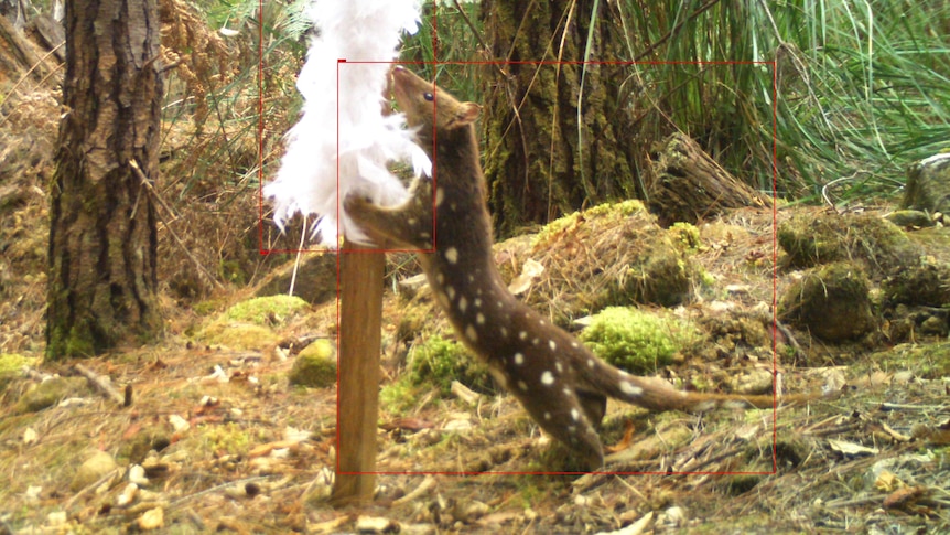 ven elusive quolls were attracted to feather boas in forests.(Supplied: Alexandra Paton)