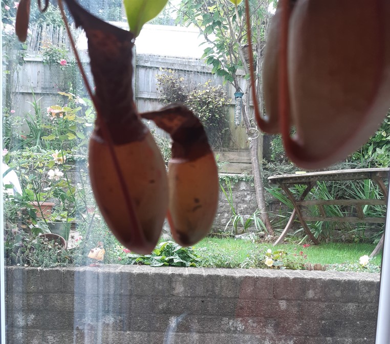 Plant-2.jpg
