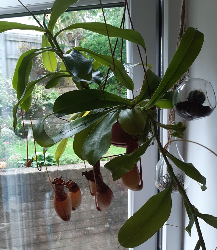 Plant-3.jpg