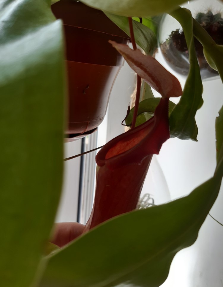Plant-1.jpg