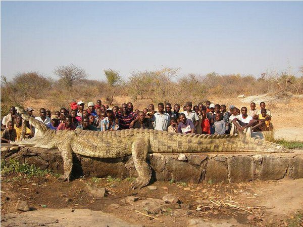 Croc.JPG