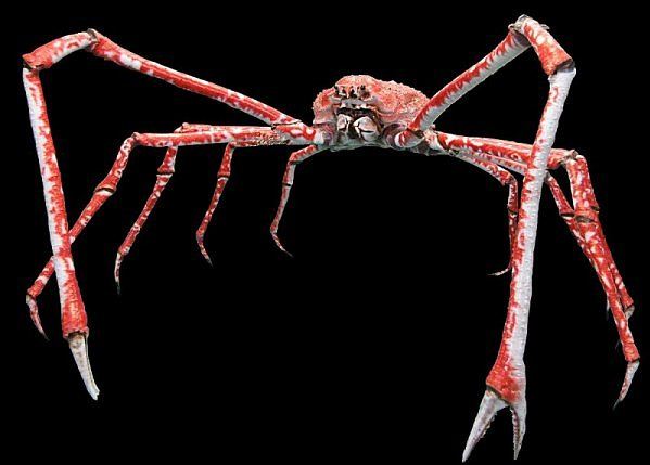 SpiderCrab.JPG