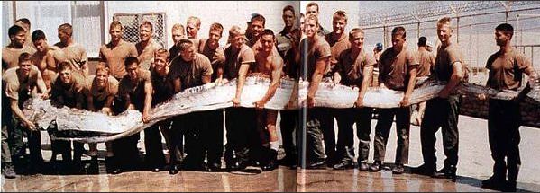 Herring.JPG