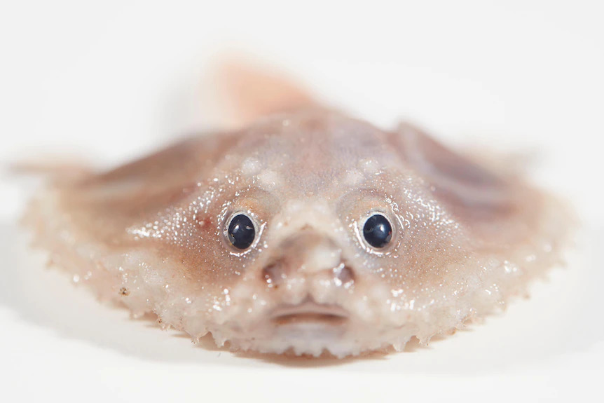 fish.jpg