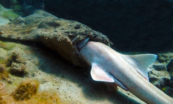 100212genwobbegong.jpg