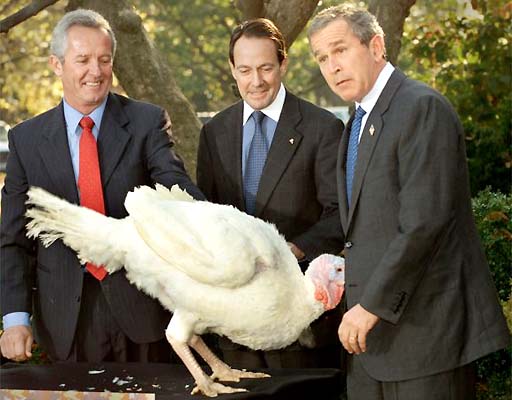 bushturkey512.jpg