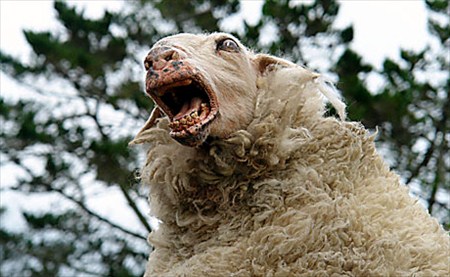Sheep.jpg