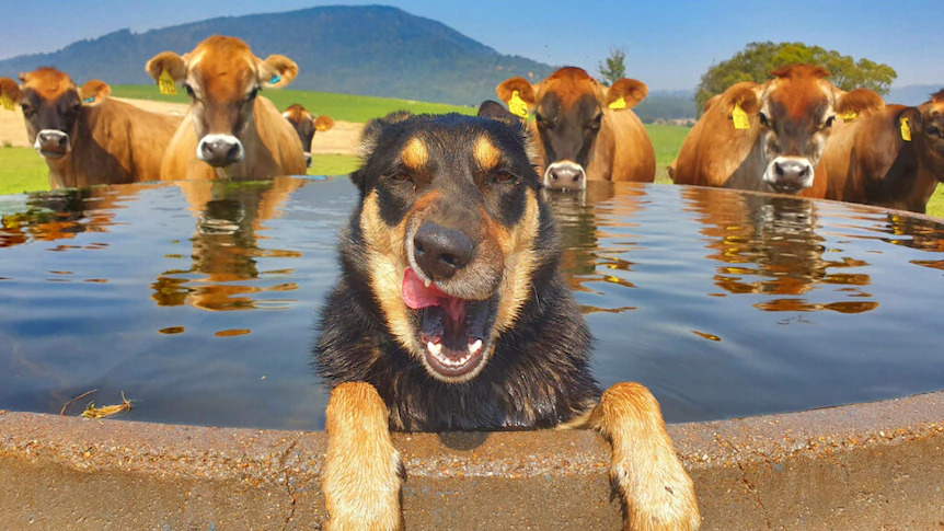 cool kelpie.jpg