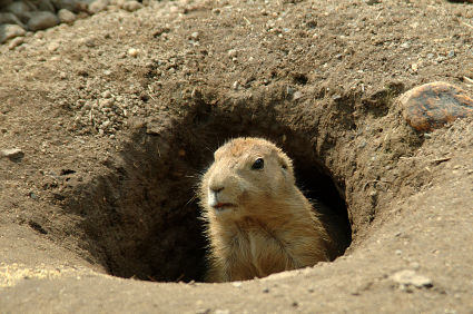 Groundhog-Day-2012.jpg