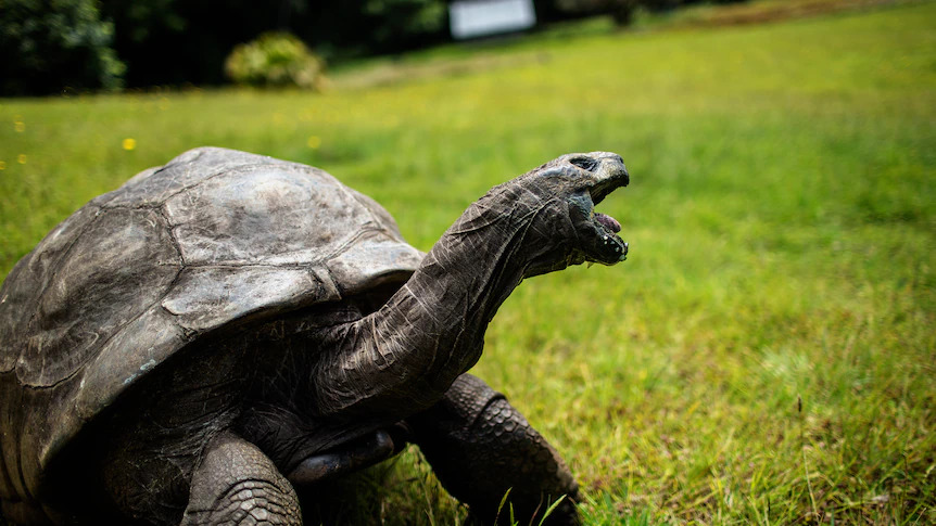 Jonathan, a Seychelles giant tortoise, is believed to be the oldest reptile living on Earth.(AFP: Gianluigi Guercia)