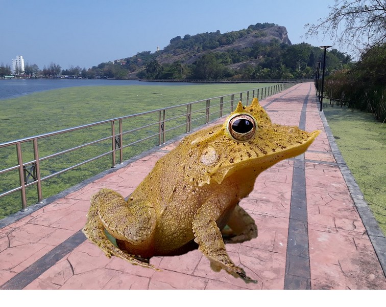 big_frog.jpg