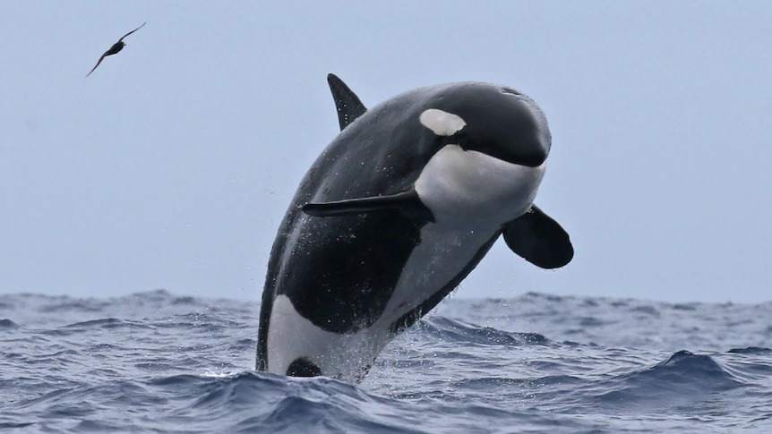 An orca breaches in the Bremer Sub-Basin off the coast of Western Australia.(Supplied: Naturaliste Charters)