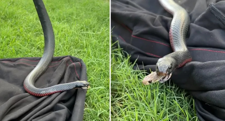 A brown snake was filmed inside the mouth of a red-bellied black snake. Source: South East Reptile Relocations