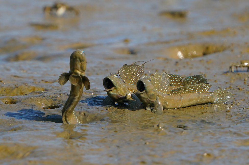 Fishy.jpg