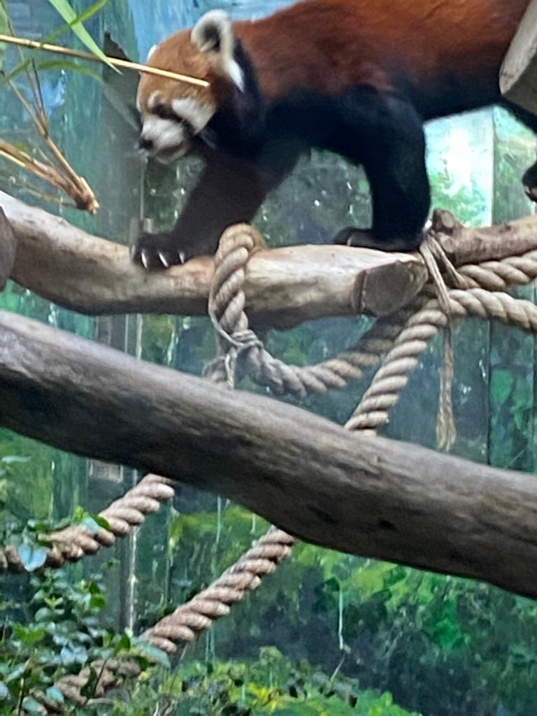 Red Panda.jpg