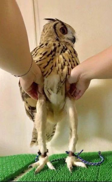 Owl-Legs-768x604.jpg
