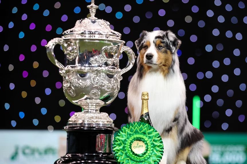 Australian shepherd Viking beat 19,000 other dogs from around the world to claim the title of Best in Show.(Reuters: Phil Noble)