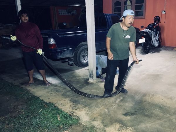 snake.jpg