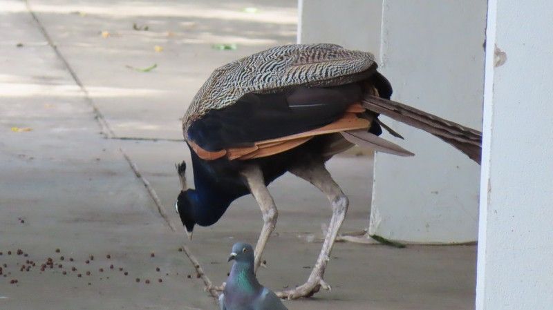 IMG_3975.jpg