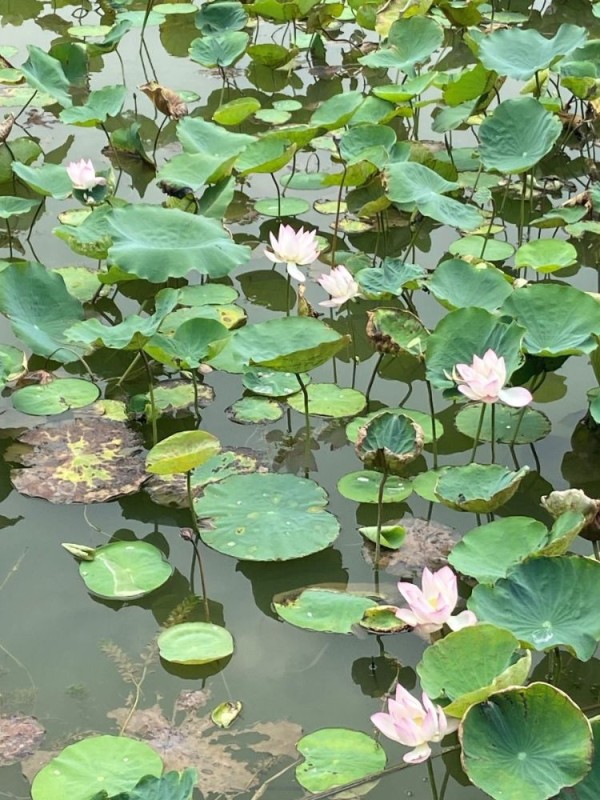 lotus 2.jpg