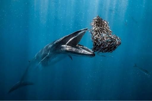 Whale.jpg
