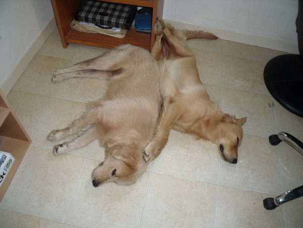 dogs in comp room (reduced).jpg