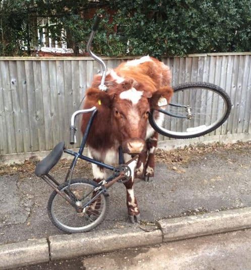cow-bike-potd_3205078k.jpg
